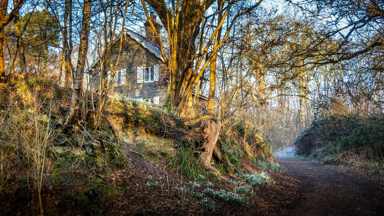 The woodland path leading to Woodlands Cottage with snowdrops, Sussex